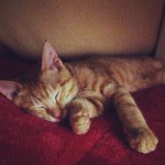 10995220_907822282584957_193132628_a