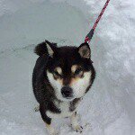 10707232_354229771425384_1324074020_a