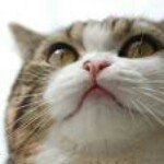 Profile_31567362_75sq_1354433217