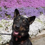 11117182_828705070510177_1601944801_a