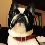 11007919_1548672015383051_362249983_a