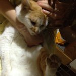 11055519_1091261577566056_1711021466_a