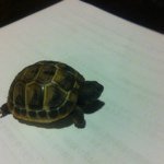 Profile_199232192_75sq_1373383073