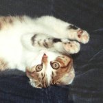 Profile_485498380_75sq_1375769686