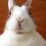 11142145_800330480044751_713786788_a