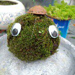 10525540_410825492401972_2130468639_a