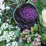 10919147_864680773597422_1563681761_a