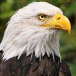 11201750_475204215961437_1593173114_a