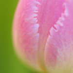 10956721_695126953937194_1438289171_a