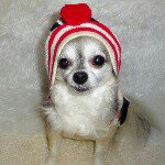 11111454_1582664681976307_485025507_a