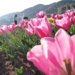 11142148_464464700375123_1862786770_a