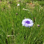 11190115_1594846267430715_779377460_a