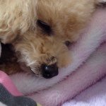 11008376_299919413465083_755601364_a