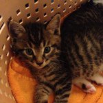 10684343_698810436855466_1213662165_a