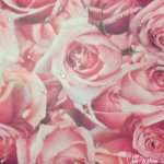 10540269_351476078345138_1231031767_a