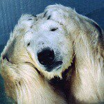 11117116_397795963726420_1035712966_a