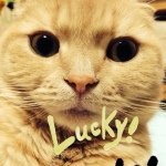 10554186_1499703306932664_1447284546_a