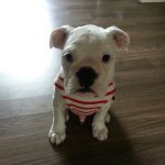 928624_1577743842442797_1736434796_a