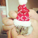 11017631_781021075323130_441581069_a