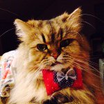 1941089_354068624798276_627440601_a