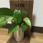 11018497_910381125680296_285661213_a