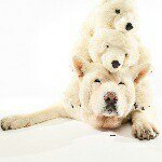 1391154_477429379075158_476980829_a