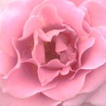 11230383_1579900945626920_1712700479_a