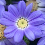 10983704_912784078771995_799737880_a