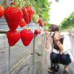 11208068_1392196007774228_440393499_a