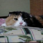 11272748_701032636686518_720076207_a