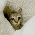 11055851_748154155292370_1602854979_a