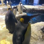 11208298_1571383769794747_1673820764_a