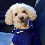 11191278_285157711607842_92459521_a