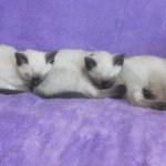 10483618_1512972655599210_1907414978_a