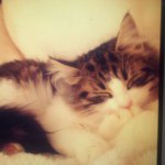 1889116_759020307508383_958731423_a