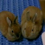 10268864_1420940874840345_2065315750_a