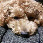 10693412_1507665642812377_2029397269_a