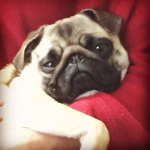 11244640_1598409610441678_1539550471_a