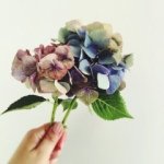 923743_1440852112862217_1002373115_a