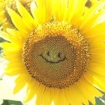 923740_1507208606163883_1565579216_a