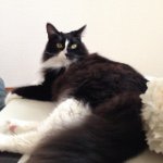 10843927_354392761411524_549796598_a