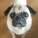 10735430_735467986537785_1266521302_a