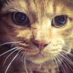 10948807_1543226932615381_35935793_a