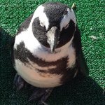 1737629_1024150660931888_1544135341_a