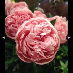 10369515_885706834814368_1487208345_a