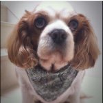 914501_1543585339224962_960266641_a