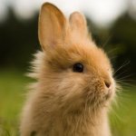 11084753_429147630595262_1609929520_a