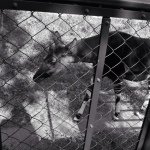 10643987_1551248485104047_923118979_a