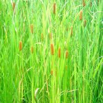 11264306_492880430877030_371286851_a