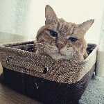 10956471_619219684876762_1582507088_a